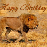 lion-happy-birthday-sergey-korotkov_zpsce42aac6