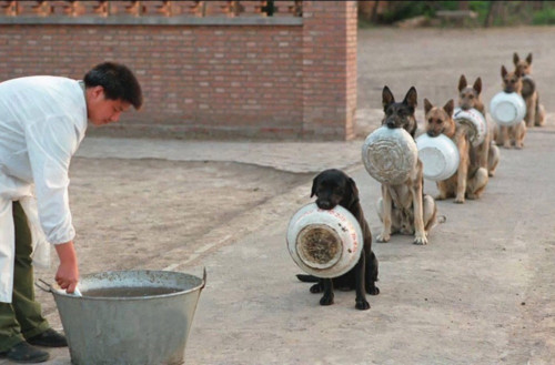 mixed-species-via-anita-Police-dogs-in-line-for-lunch.jpg