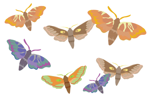 Moths