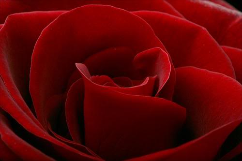rose2.jpg