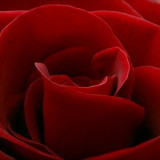 rose2