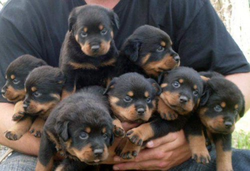 rottweiler puppies for sale india