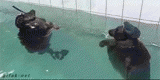seal.gif