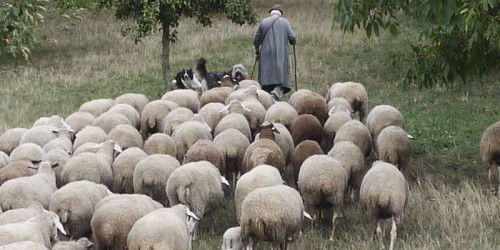 shepherd-sheep1.jpg