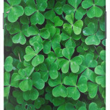 text_green-leaves-wallpaper-background
