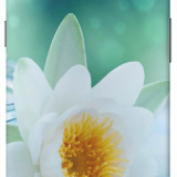 text_white_lotus_flower-720x1280