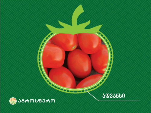tomatoe jishebi