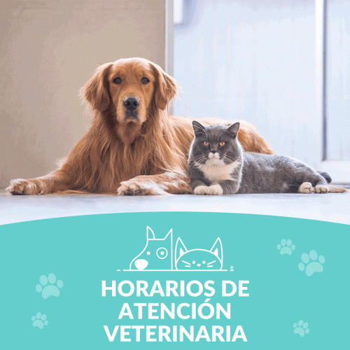 veterinario.gif